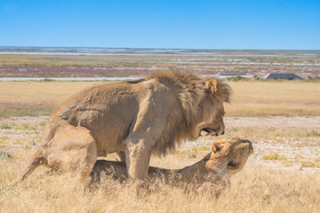 Two male and three female lions take turns at mating, Nebrownii waterhole, Okaukeujo, Etosha National Park, Namibia