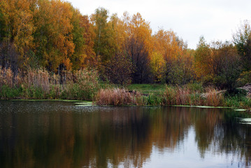 Line of yellow birches forest on the opposite side of the river reflecting on water with reeds along, cloudy autumn sky
