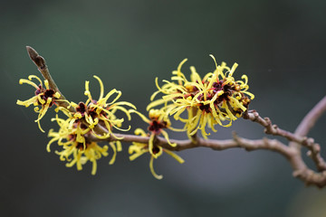 Witch hazel