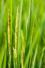 Fototapeta na wymiar Close up of rice grains in paddy field