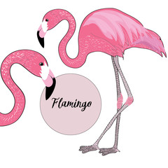 Two pink flamingos. Vector illustration on white background. Flamingo name in the pink circle