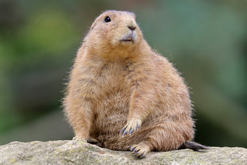 Prairie dog close-up