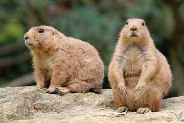 Prairie dog close-up