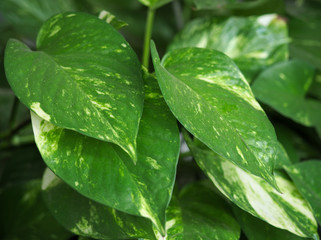 Golden Pothos or Devil's ivy