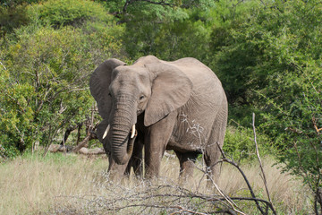 Fototapeta na wymiar Elephant in Kruger National Park, Mpumamalanga, South Africa