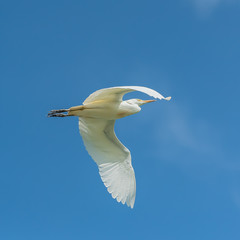 Western Cattle Egret, Bubulcus ibis, beautiful white bird flying in blue sky
