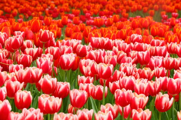 Tulips field