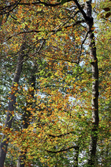 Feuillages d'automne en forêt de Fontainebleau