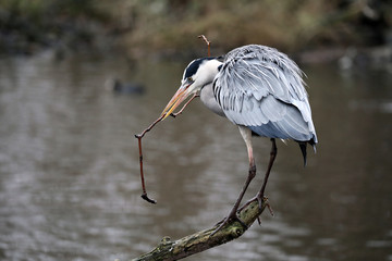 Blue Heron portrait