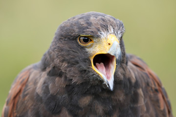 Harris's hawk