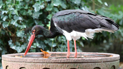 Black stork in water