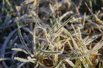 Frozen leaf