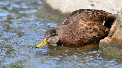 Male duck in the water