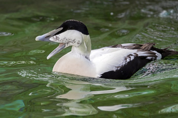 common eider