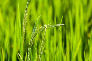 Close up of rice grains in paddy field