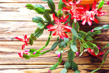 Christmas cactus Thanksgiving cactus crab holiday cactus Schlumbergera Truncata zygocactus delicate flower pot wooden background Urban gardening home planting houseplant Concept image interior design