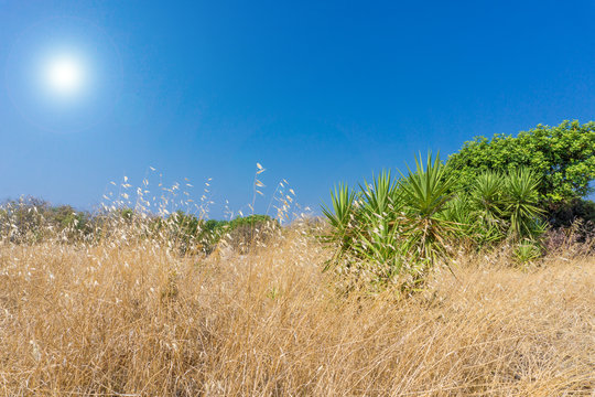 Blick auf trockenes Feld mit Getreide und grünen tropischen Palmen und Bäumen im Hintergrund 1 - 11.1.2017
