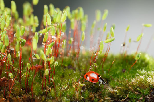 Ladybird on mossy forest floor