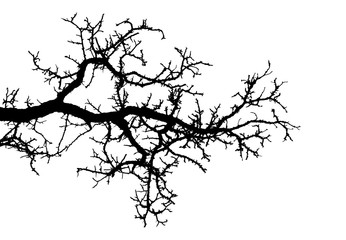 Fototapeta na wymiar Realistic tree branches silhouette (Vector illustration)ai10
