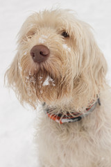 Adorable looking young white wire-haired dog of spinone italiano breed with snow beard and moustache