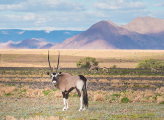 Wild Oryx (gemsbok),  Namib desert, Namib-Naukluft National Park, Namibia