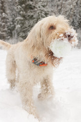 White young wire-haired dog of spinone italiano breed having fun in the snow running with a tennis ball in the mouth