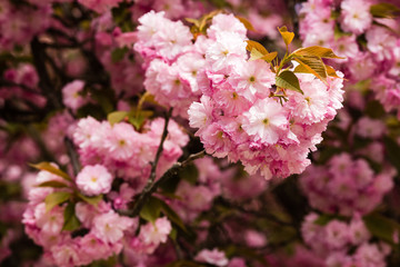 Beautiful cherry blossom sakura