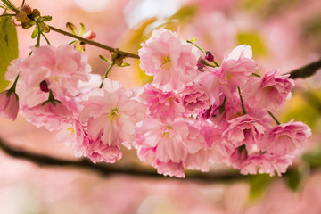 Sakura. Cherry blossoms japan