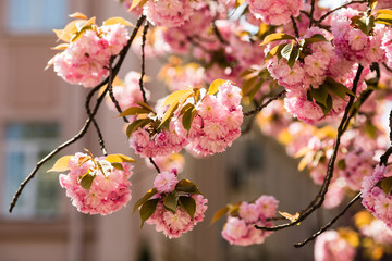 Sakura. Cherry blossoms japan