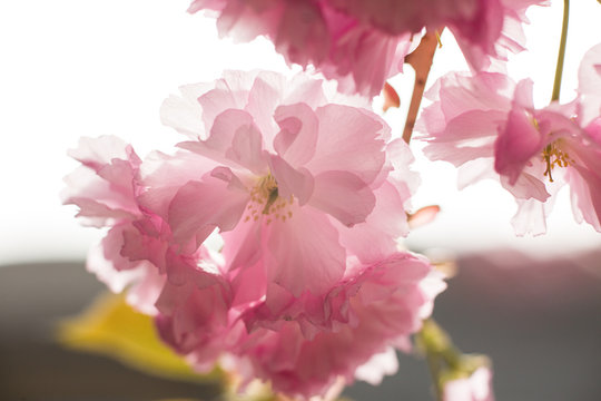 Sakura. Cherry blossoms japan