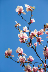 blooming magnolia flowers