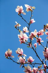 Peel and stick wall murals Magnolia blooming magnolia flowers