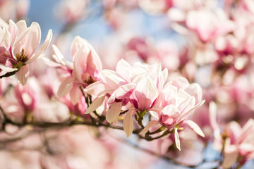 blooming magnolia flowers