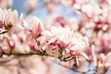 Tissu par mètre Magnolia fleurs de magnolia en fleurs