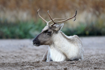 Reindeer close-up portrait