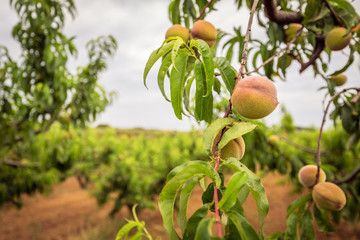 A branch with peaches. Peach tree
