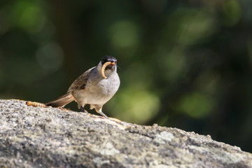 Sooty-headed bulbul with prey in the forest , Thailand