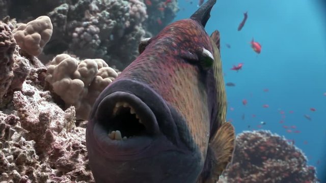 Toothy Balistidae fish Titan Triggerfish underwater Red sea. Relax video about marine nature of beautiful lagoon.