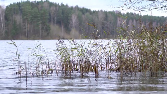 Камыш качается на волнах / трава в воде