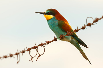 Beautiful bee-eater