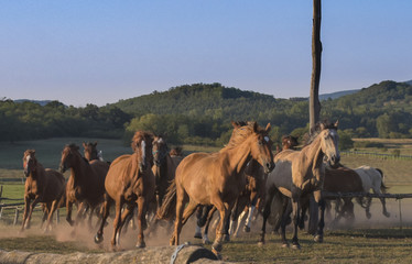 Hengste in Ungarn