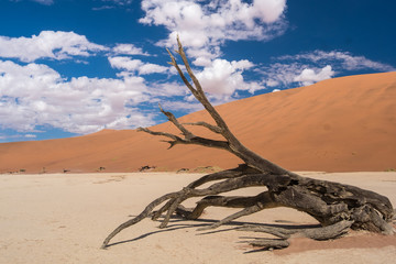 Deadvlei (dead marsh), a dry white clay pan in the Namib-Naukluft Park in Namibia. Surrounded by the highest sand dunes in the world.