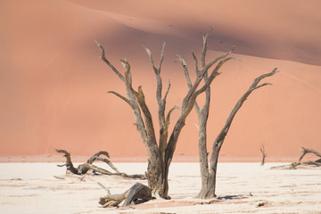 Deadvlei (dead marsh), a dry white clay pan in the Namib-Naukluft Park in Namibia. Surrounded by...
