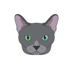 Russian Blue cat isolated on white background vector illustration