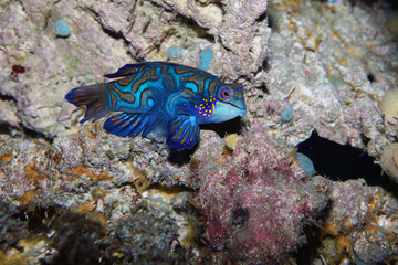 Fototapeta na wymiar Mandarinfish