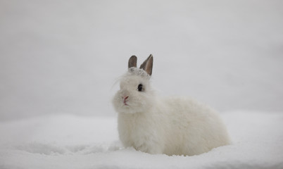 bunny,white rabbit on snow, hare in winter