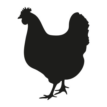 silhouette of a black hen on a white background