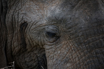 Detailed shot of elephant head