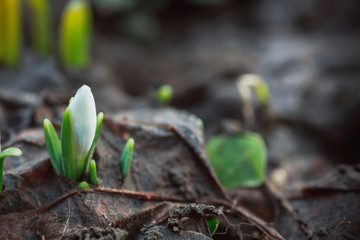 Galanthus, snowdrop three flowers against the background of trees.