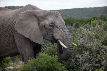 Elephant picking leafes from bush